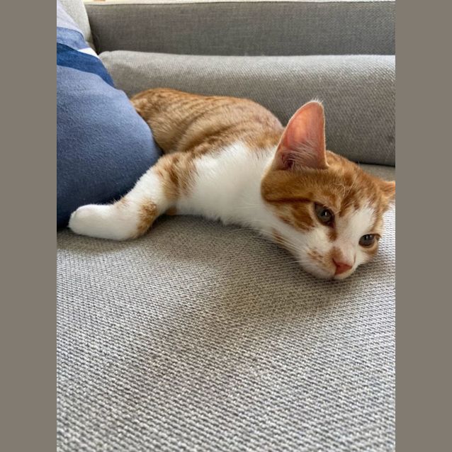 Photo of Dandelion
