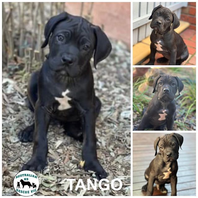 Photo of Tango 