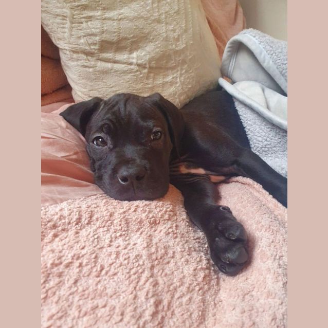 Photo of Tango 