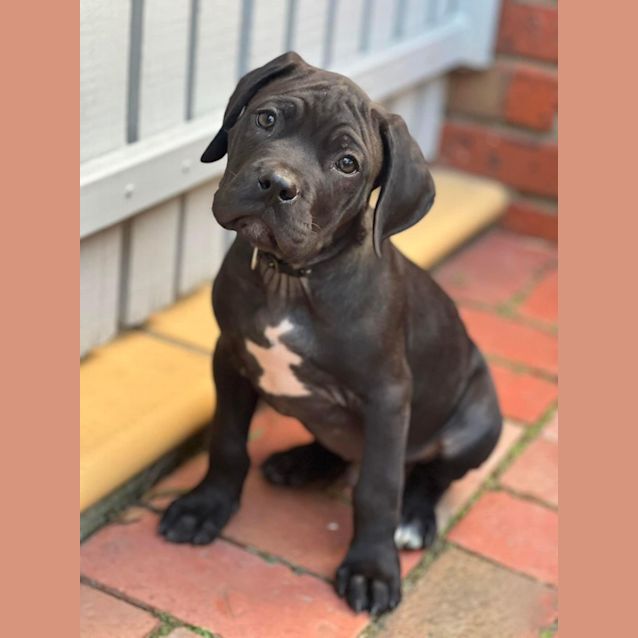 Photo of Tango 