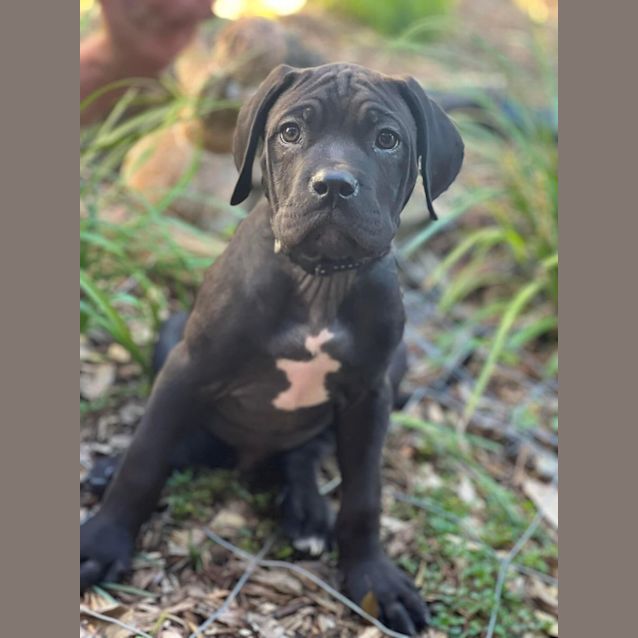 Photo of Tango 