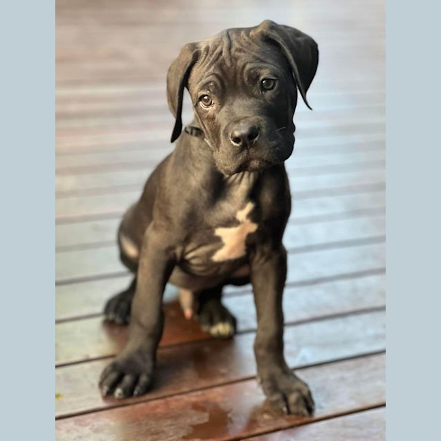 Photo of Tango 