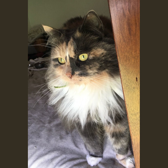 Photo of Fluffy & Whiskers