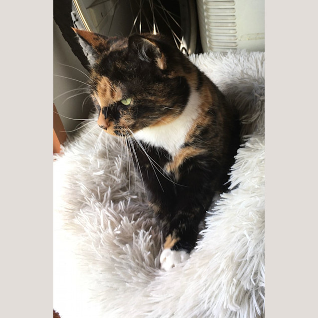 Photo of Fluffy & Whiskers