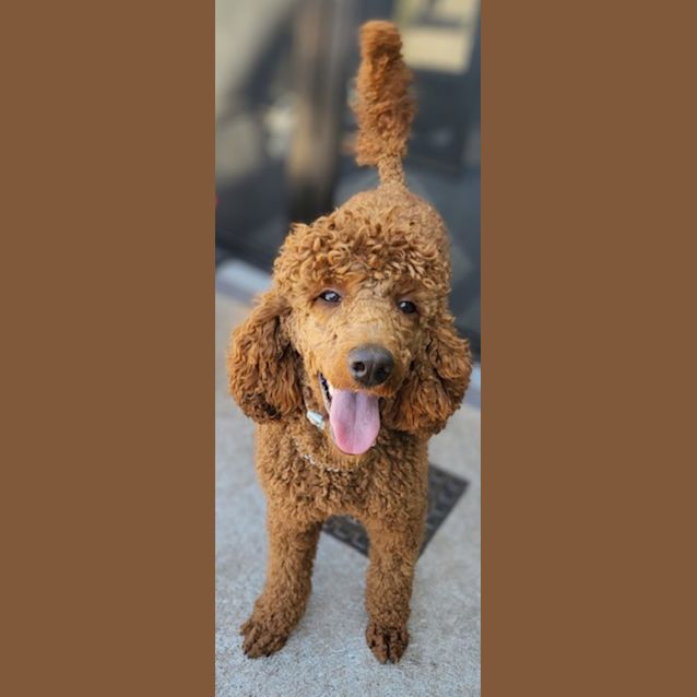 Photo of Pearly