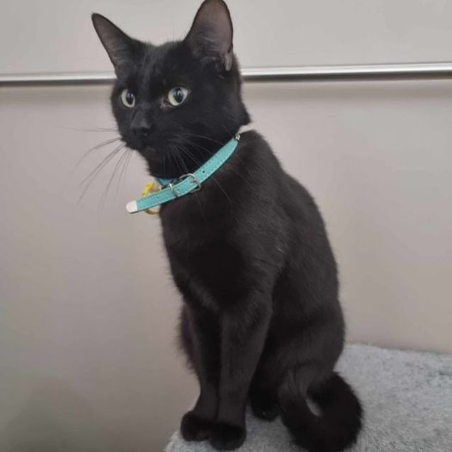 Photo of Tulip