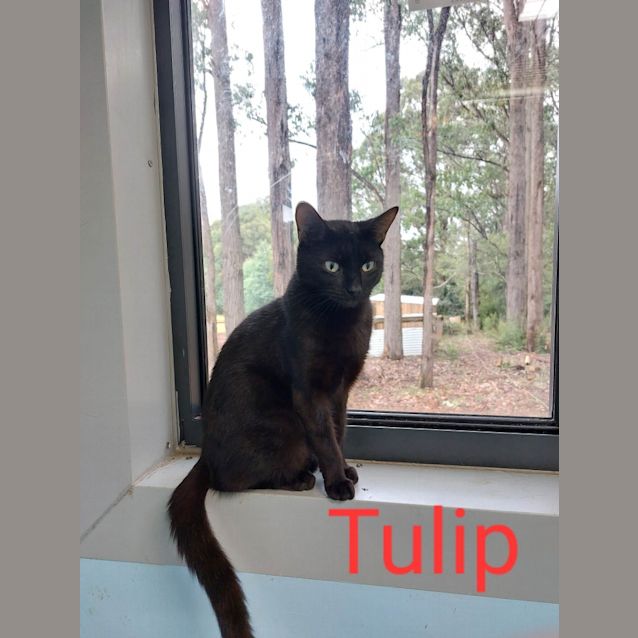 Photo of Tulip