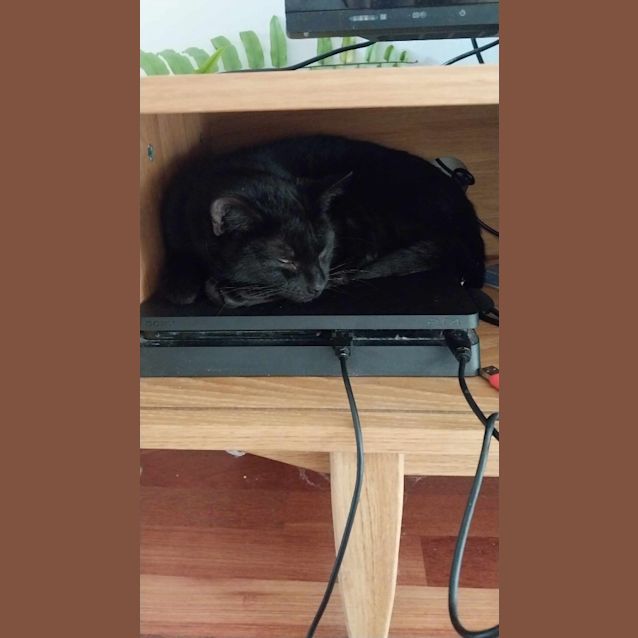 Photo of Tulip