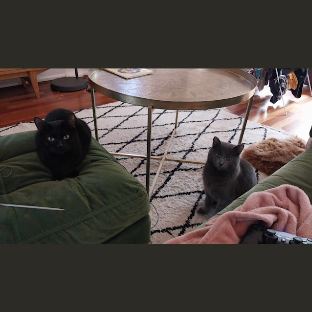 Photo of Tulip