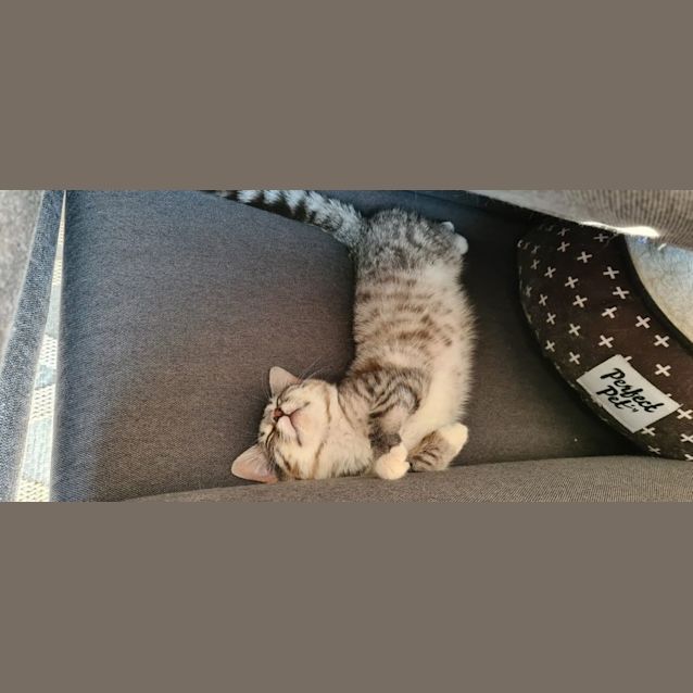 Photo of Snowy