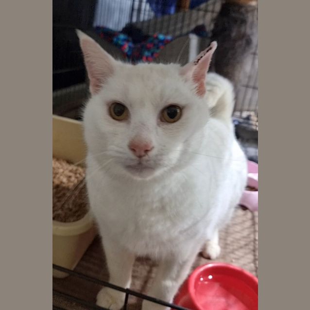Photo of Oakley