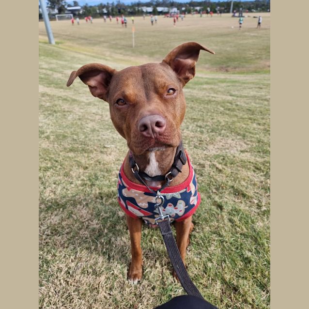 Photo of Gem Imp 1661