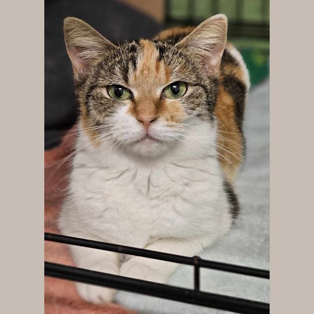 Photo of Tippy