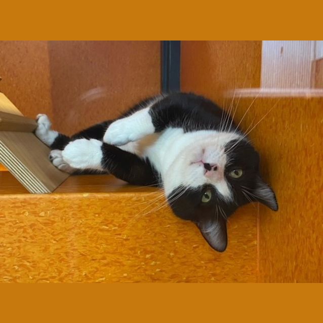 Photo of Romeo (Imp 550)