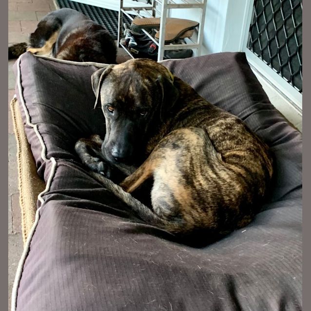 Photo of Louie 