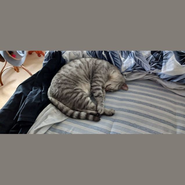 Photo of Blizzard
