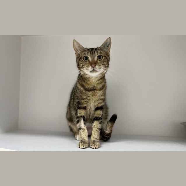 Photo of Juno
