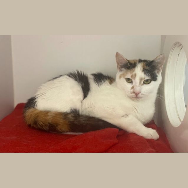 Photo of Luna