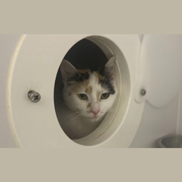 Photo of Luna