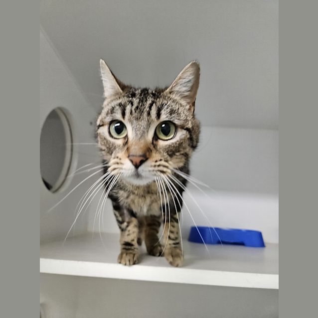 Photo of Nala