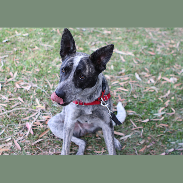 Photo of Banjo