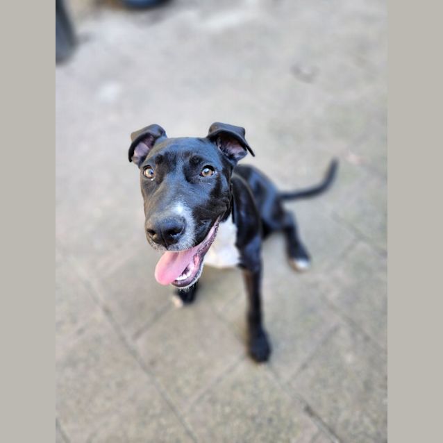 Photo of Maggie   5 Month Old American Staffy X (Trial)