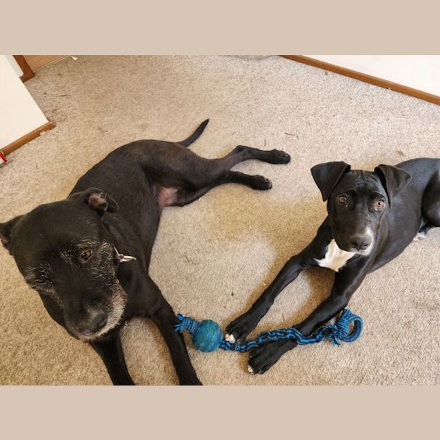 Photo of Maggie   5 Month Old American Staffy X (Trial)