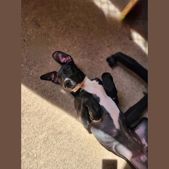 Photo of Maggie   5 Month Old American Staffy X (Trial)