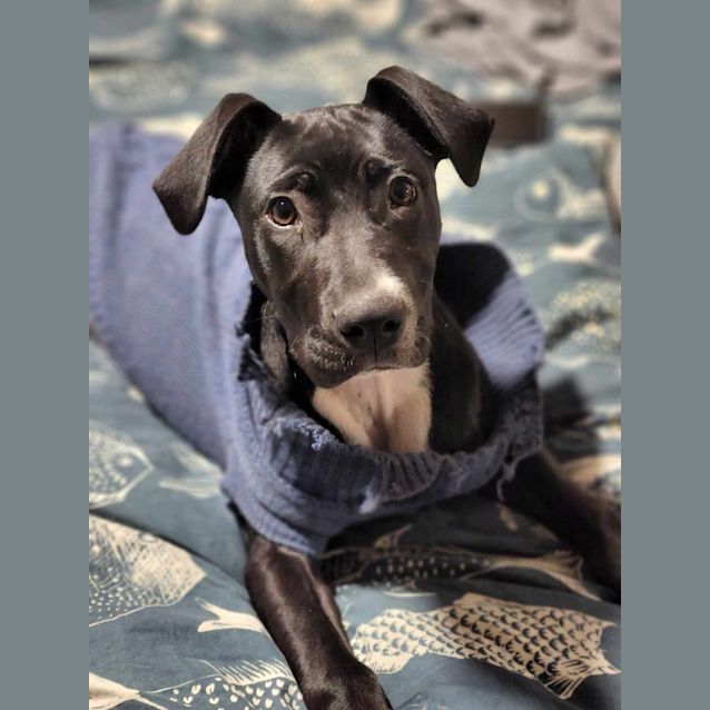 Photo of Maggie   5 Month Old American Staffy X (Trial)