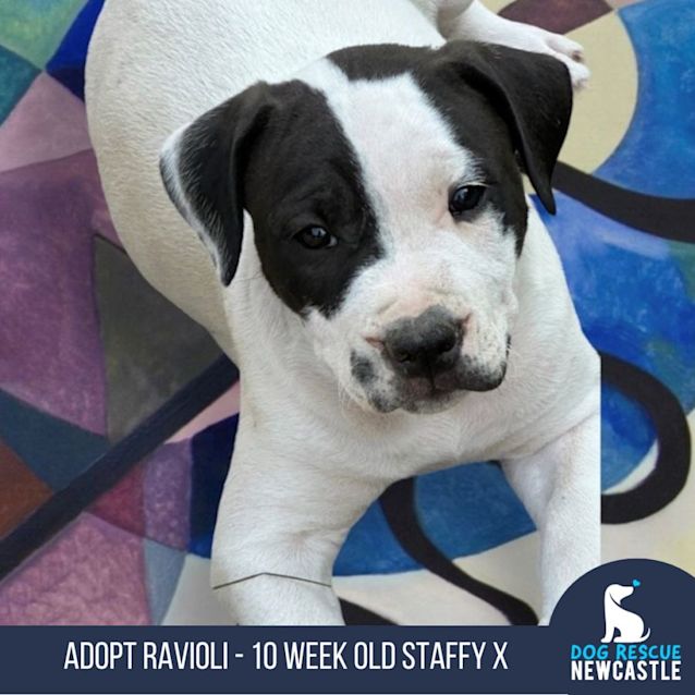 Photo of Ravioli   10 Week Old Staffy X (Trial 5/10/23)