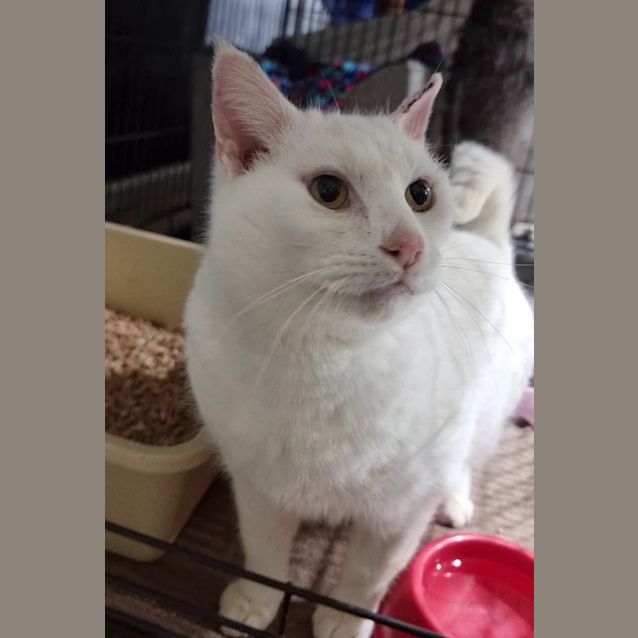 Photo of Oakley