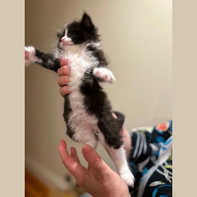 Photo of Cute Kittens