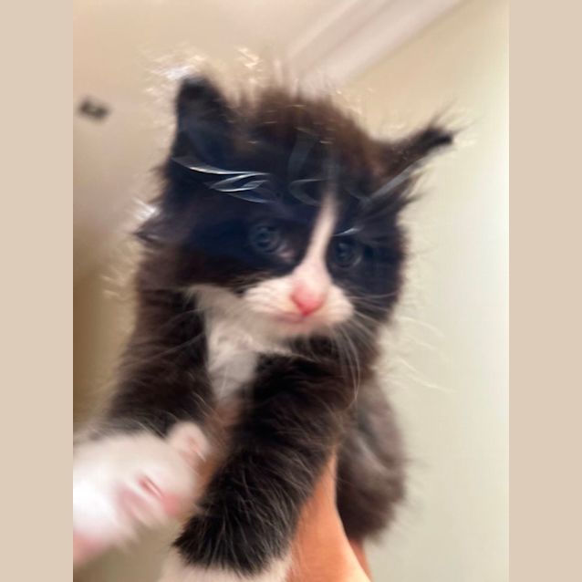 Photo of Cute Kittens