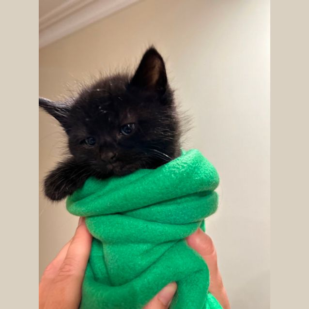 Photo of Cute Kittens