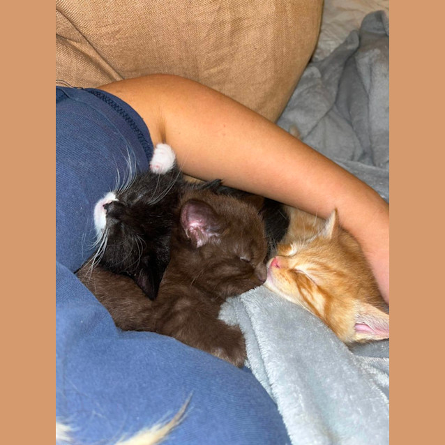 Photo of Tuxedo And Mochi