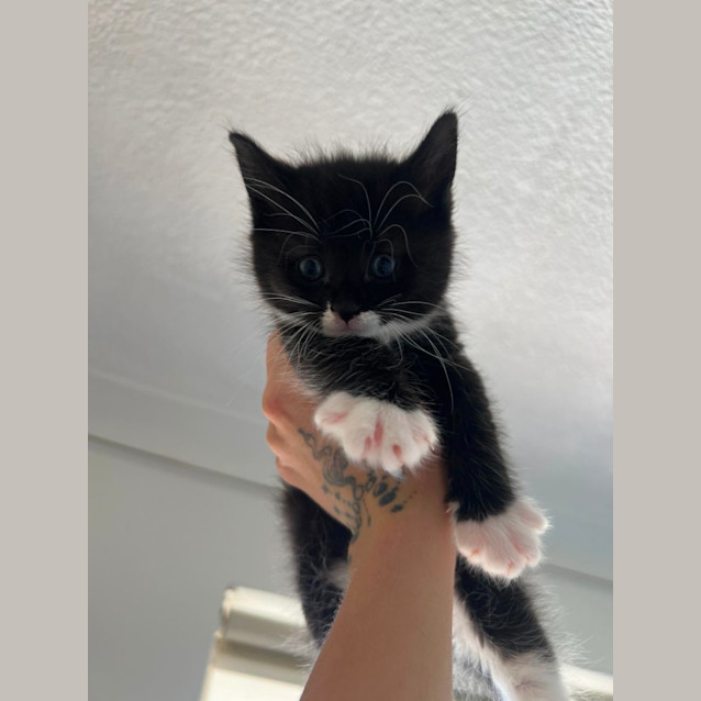 Photo of Tuxedo And Mochi