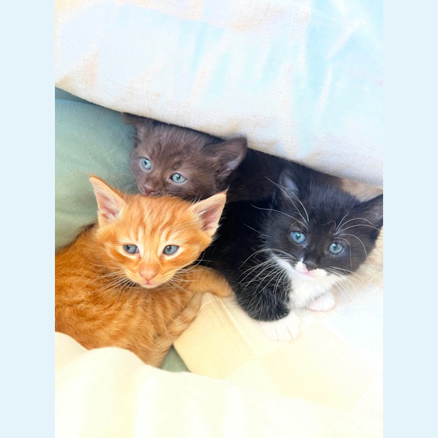 Photo of Tuxedo And Mochi