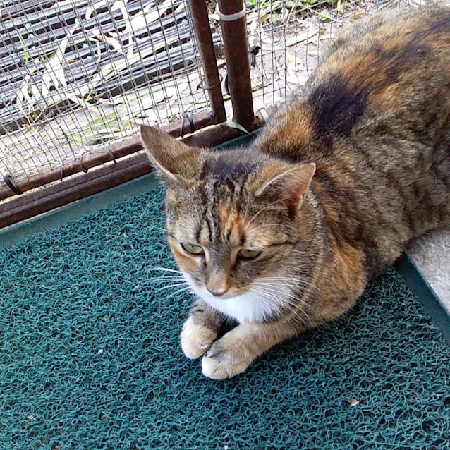Photo of Carmilla