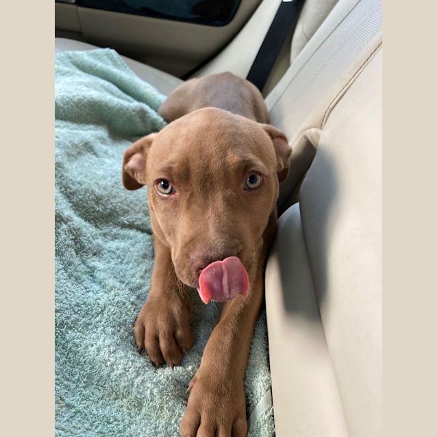 Photo of Sausage   2 Month Old Staffy X (Trial)