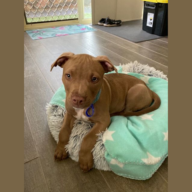 Photo of Sausage   2 Month Old Staffy X (Trial)