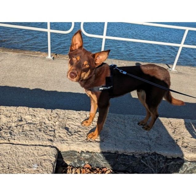 Photo of Archer