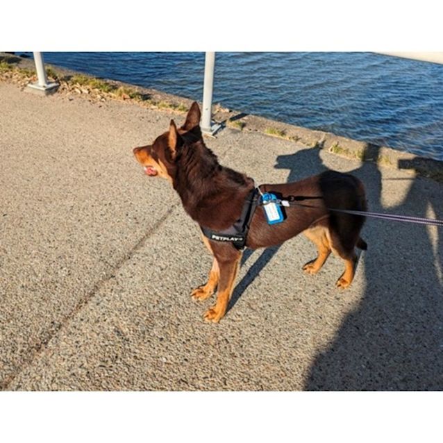Photo of Archer