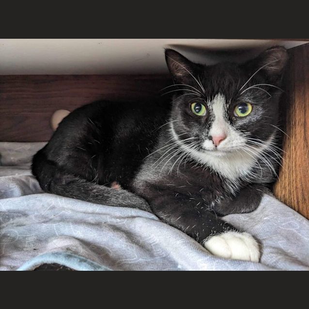 Photo of Felix 