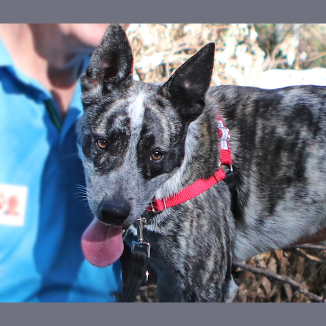 Photo of Banjo