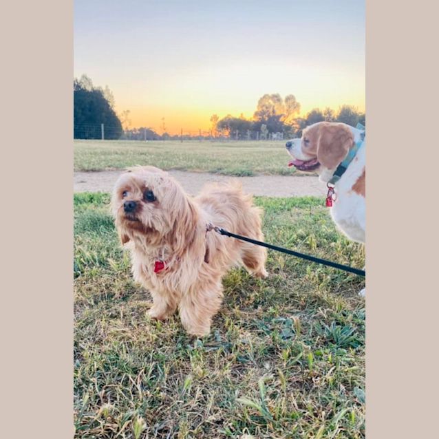 Photo of Bonnie Maltese Shih Tzu X Cavalier