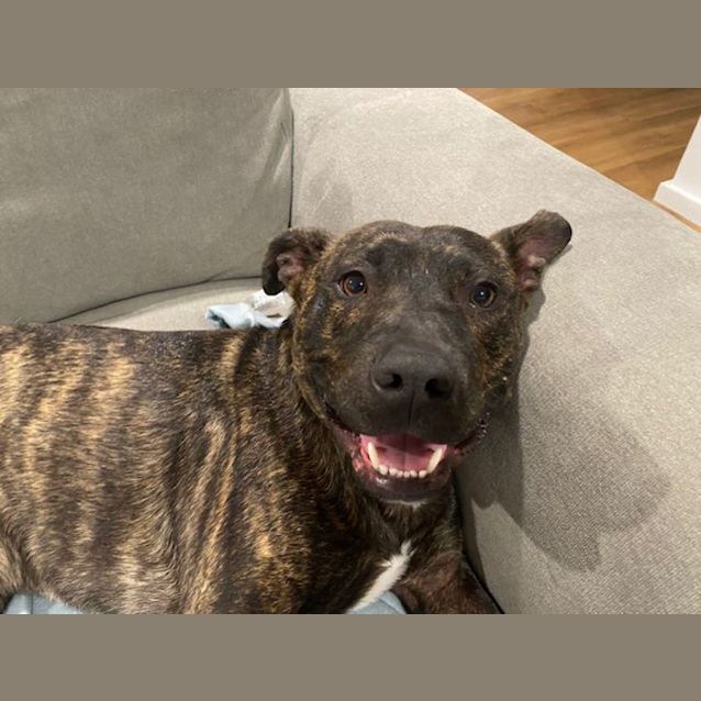 Photo of Damon   1 Year Old American Staffy