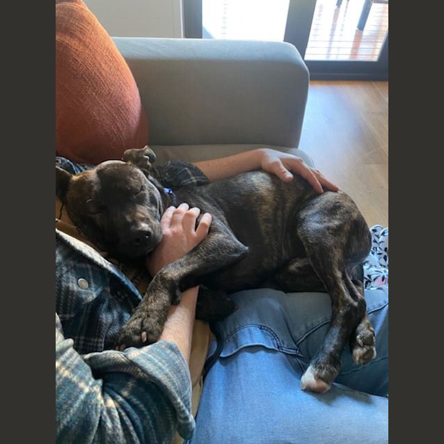 Photo of Damon   1 Year Old American Staffy