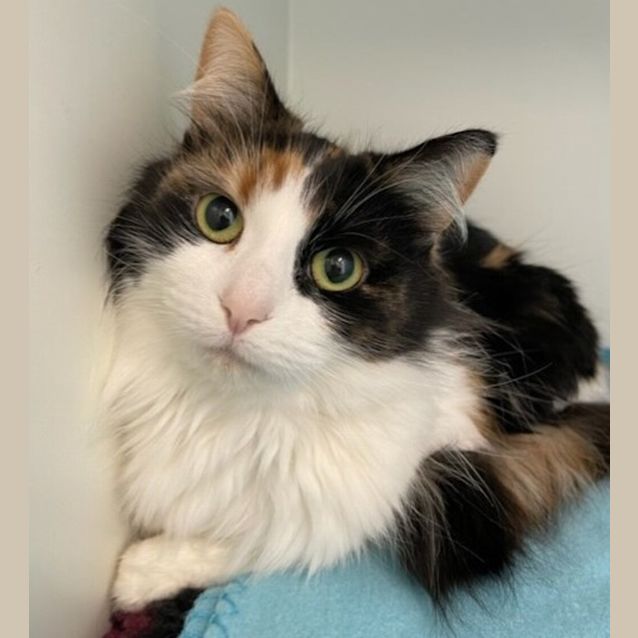 Photo of Cookie