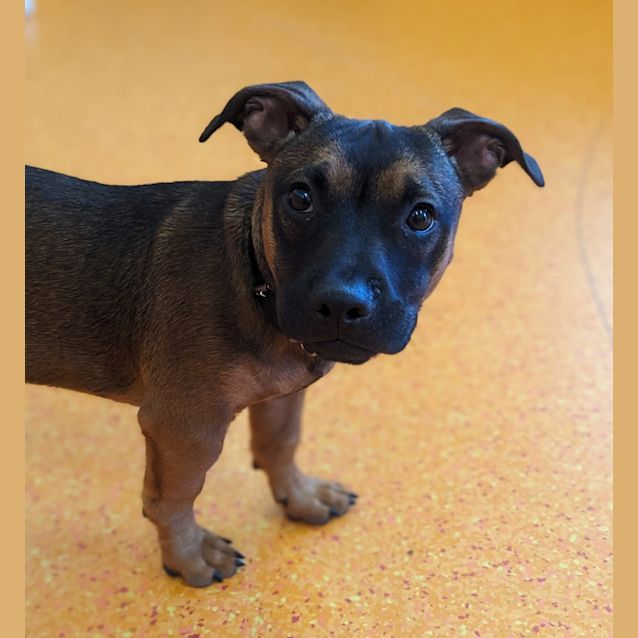 Photo of Peanut