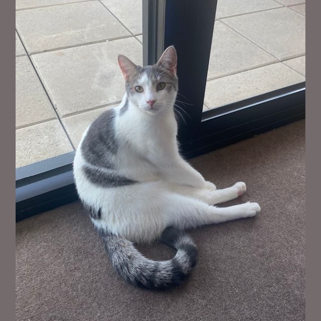 Photo of Rudy **2nd Chance Cat Rescue**